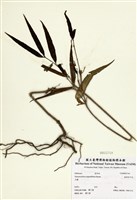 藏品(無刺伏牛花)的圖片